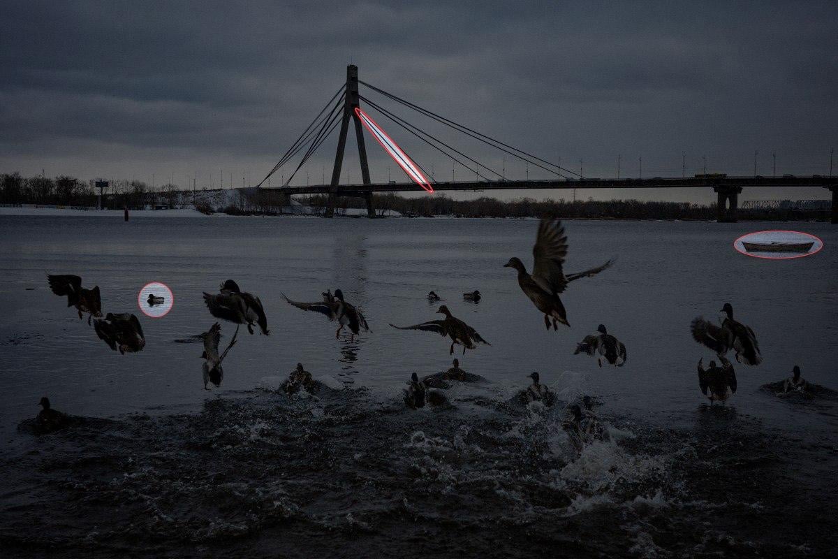 Trova 3 differenze nella foto con le anatre in 10 secondi: un puzzle incredibile