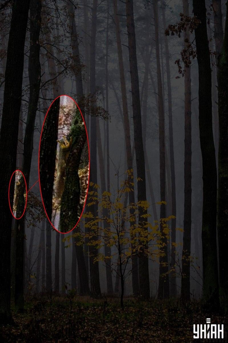 Solo il 2% delle persone riesce a trovare uno scoiattolo nel bosco in 12 secondi: un'incredibile illusione ottica