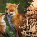 Solo 15 secondi per trovare la volpe: un mistero con