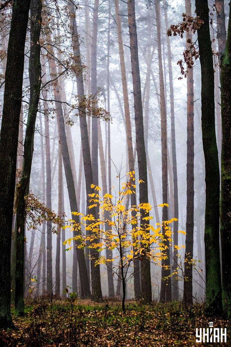 Solo il 2% delle persone riesce a trovare uno scoiattolo nella foresta in 12 secondi: un'incredibile illusione ottica