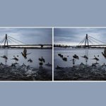 Trova 3 differenze in una foto di anatre in 10