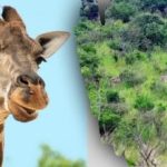 Trova tutti gli animali nell’immagine in 10 secondi: un rompicapo